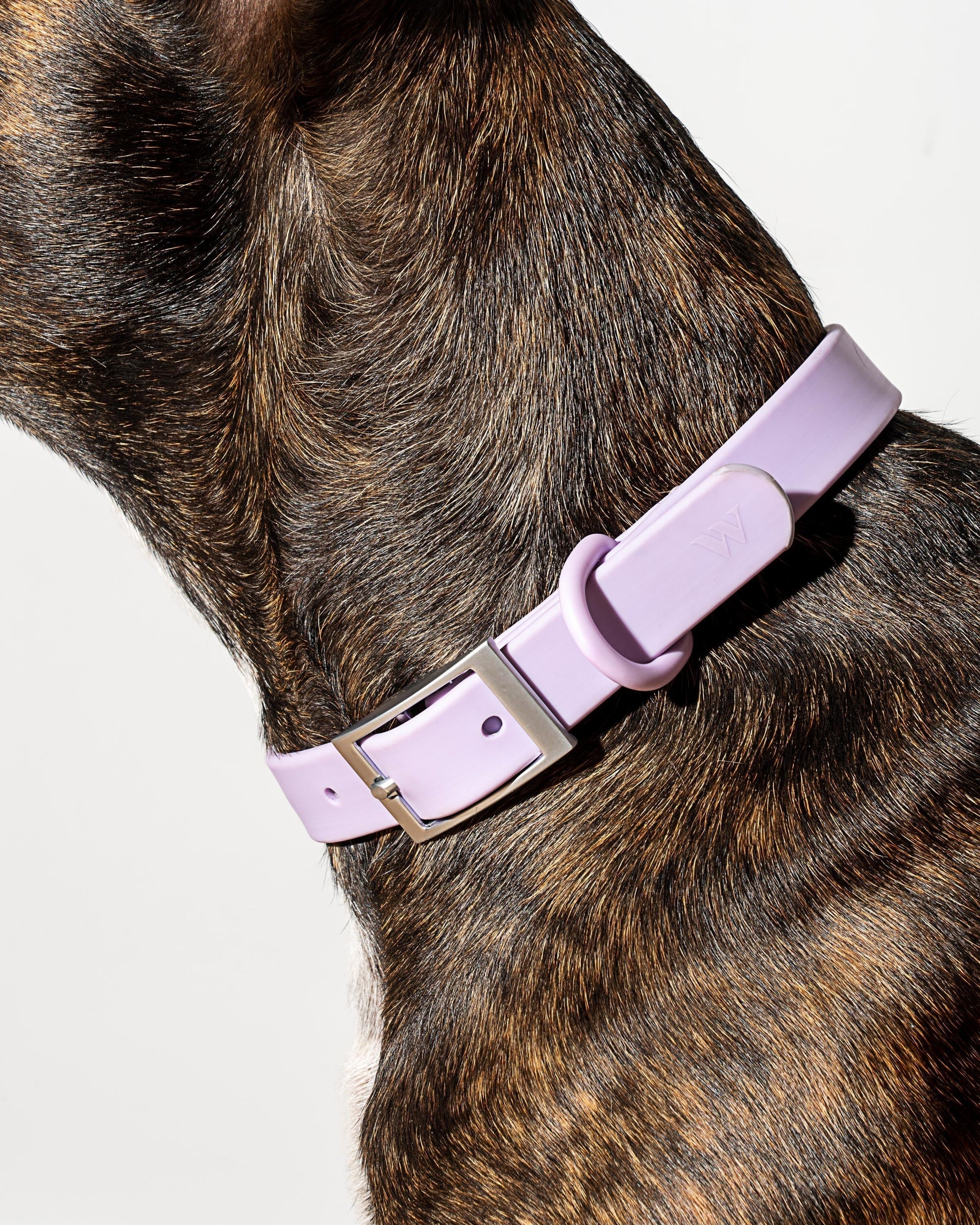 Hands-Free Collar Walk Kit - Pawhearth