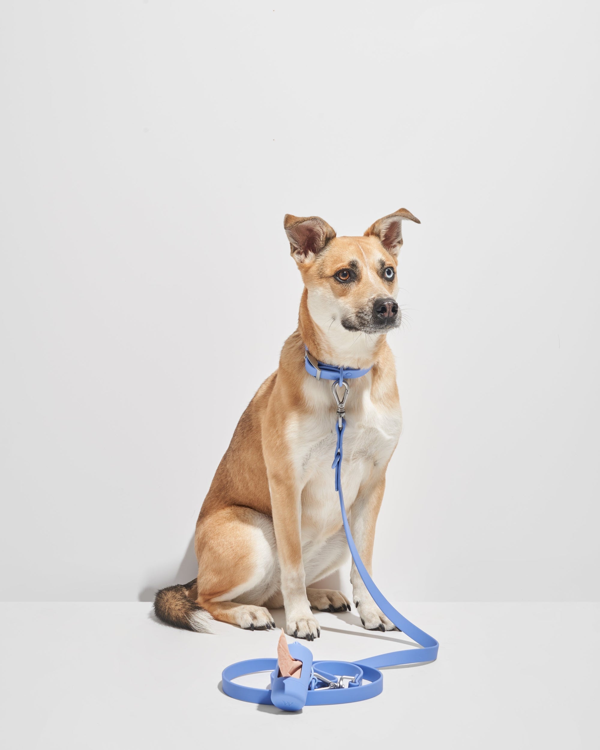 Adjustable Pet Collar – Durable &amp; Comfortable for Dogs &amp; Cats