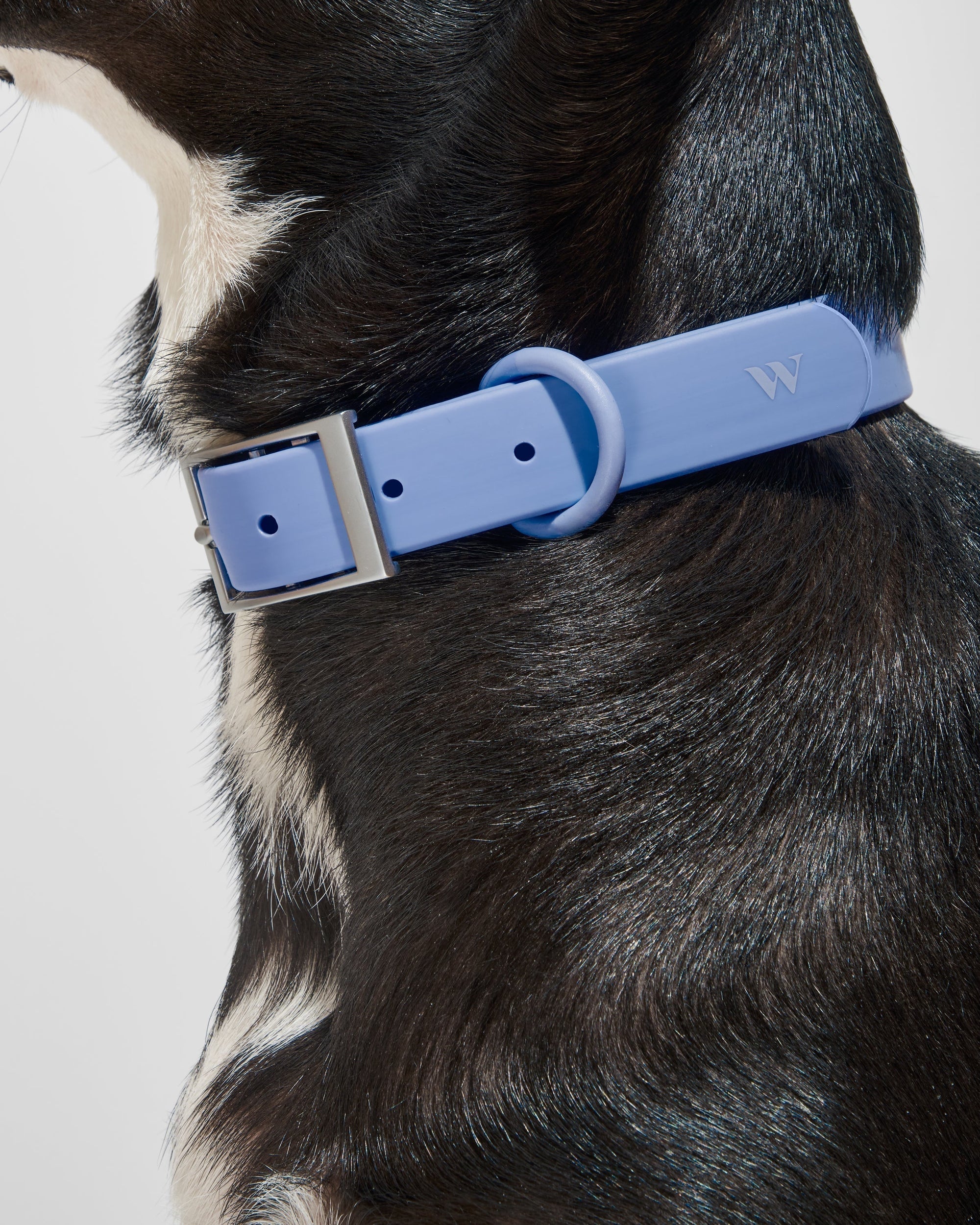 Hands-Free Collar Walk Kit - Pawhearth