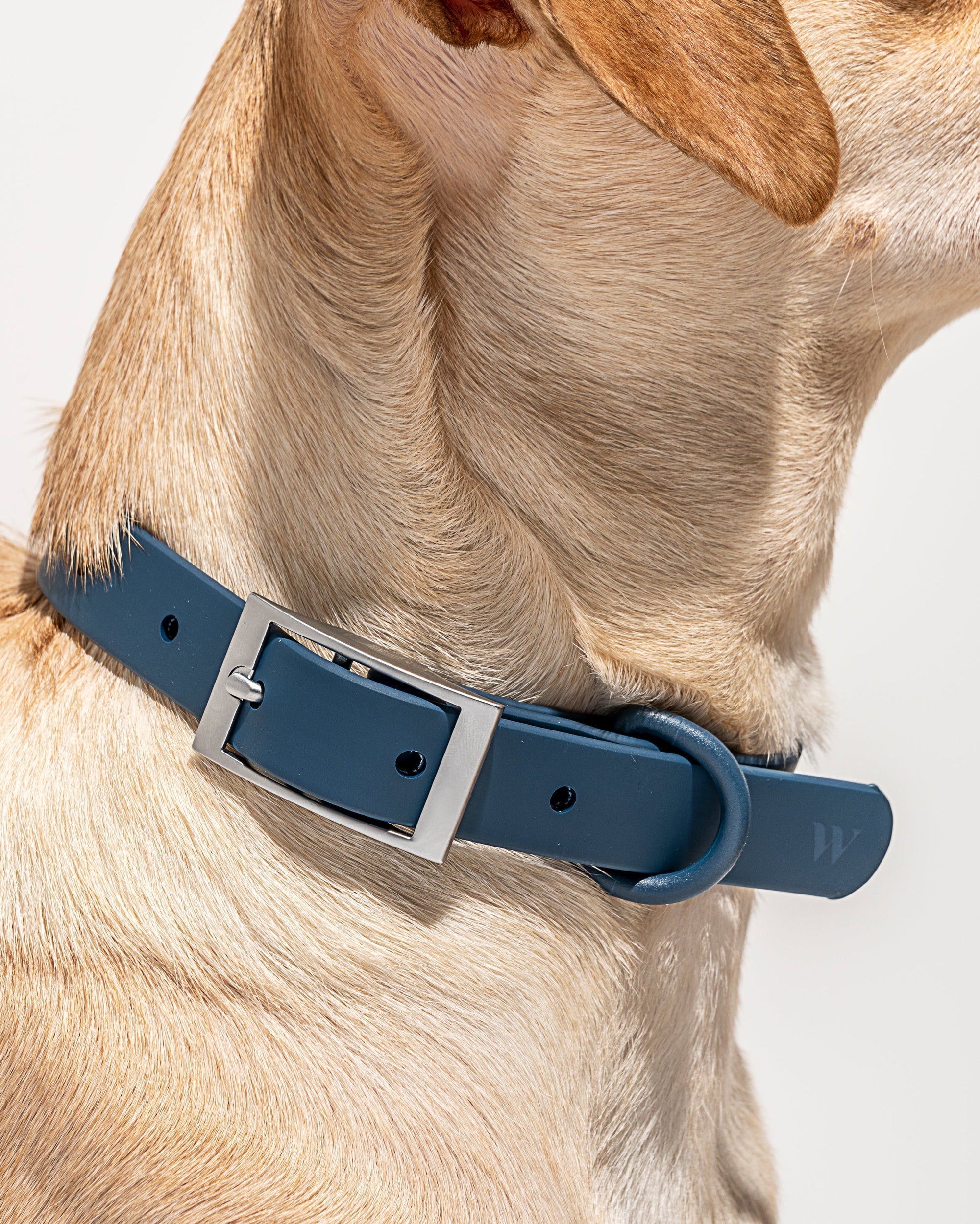 Hands-Free Collar Walk Kit - Pawhearth