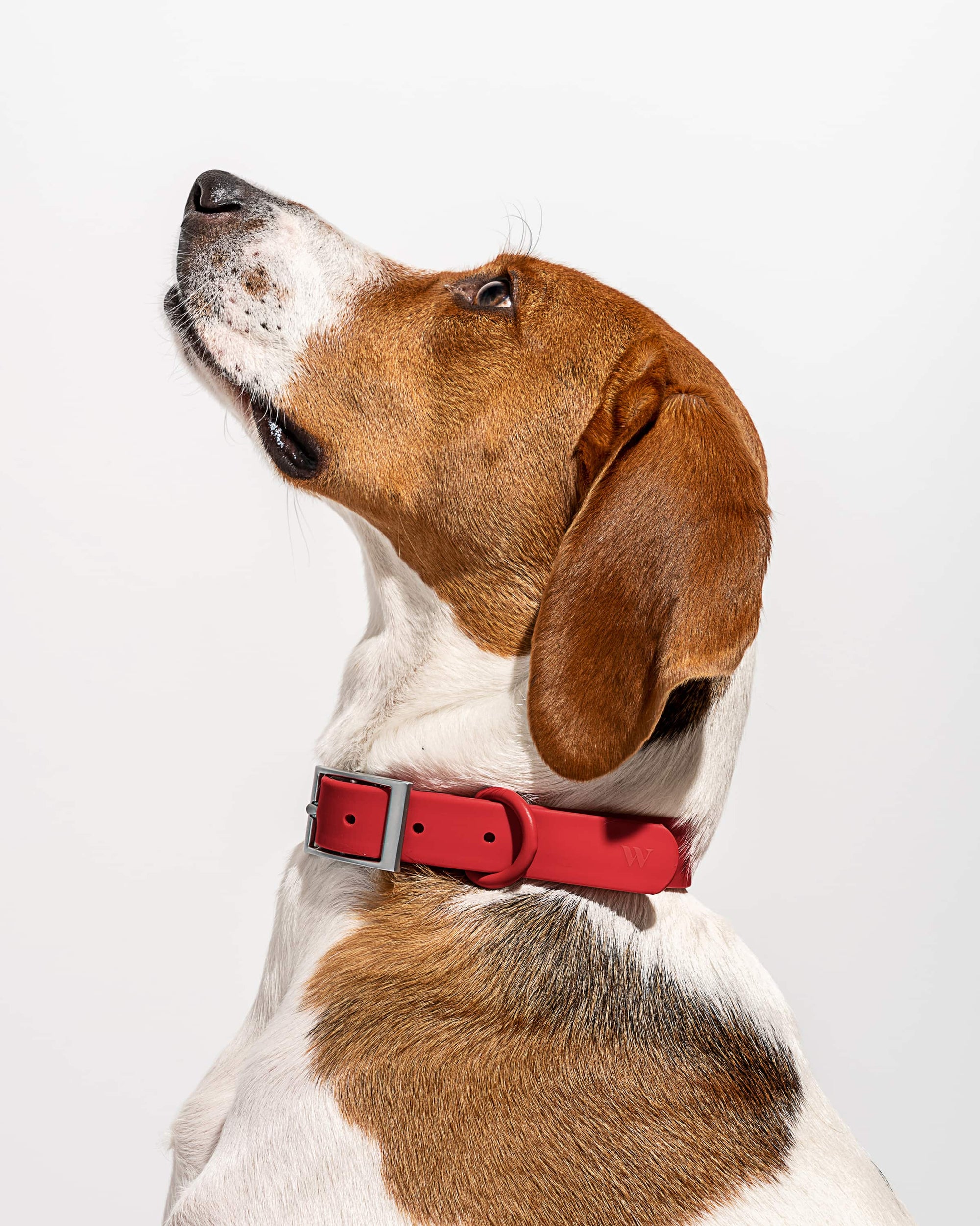 Adjustable Pet Collar – Durable &amp; Comfortable for Dogs &amp; Cats