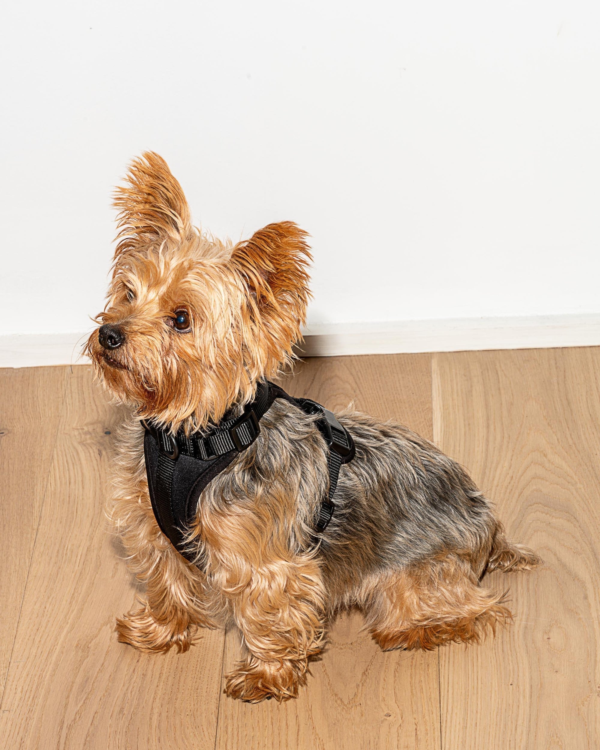 Adjustable Pet Harness – Comfortable &amp; Secure for Dogs &amp; Cats