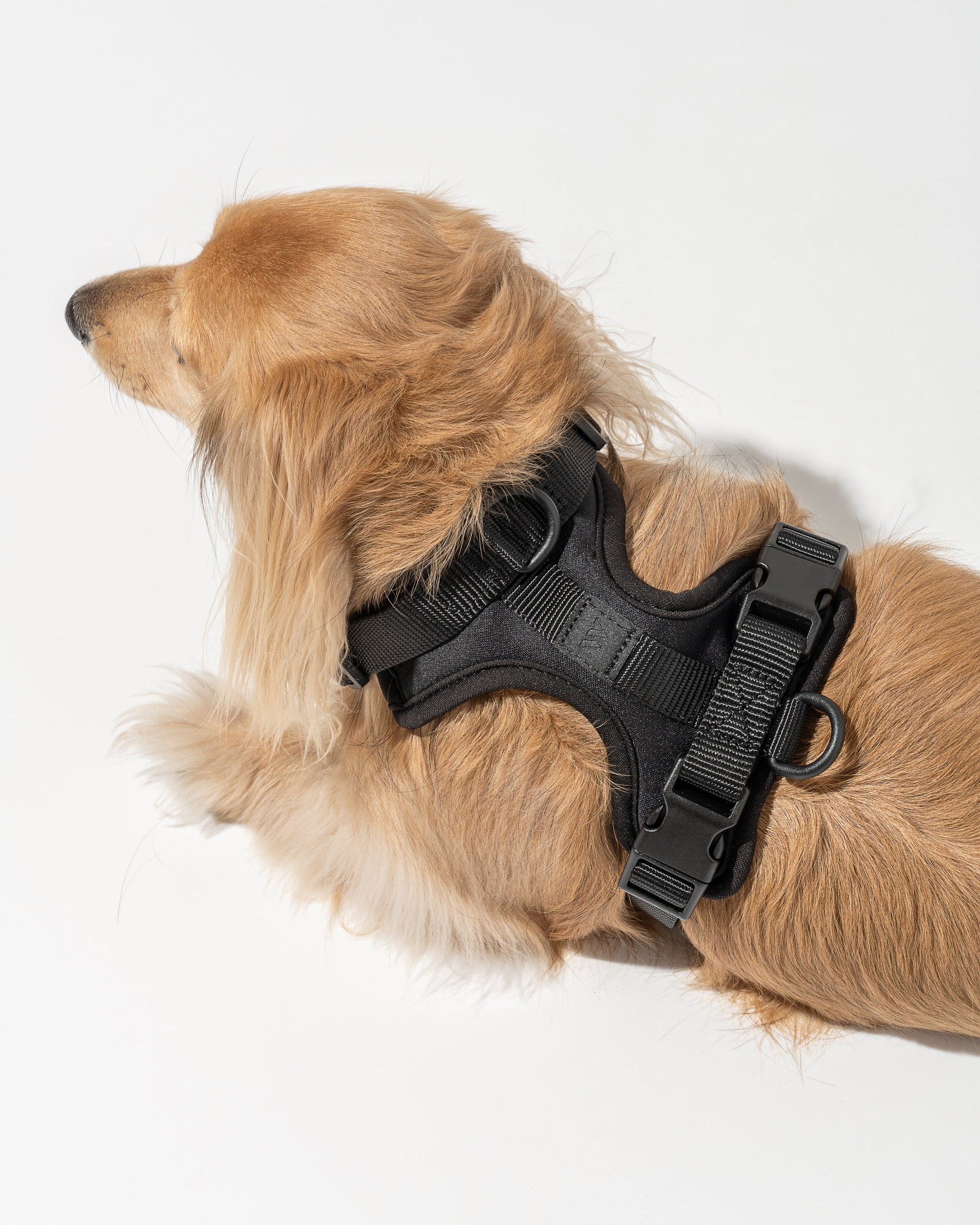 Hands-Free Harness Walk Kit - Pawhearth