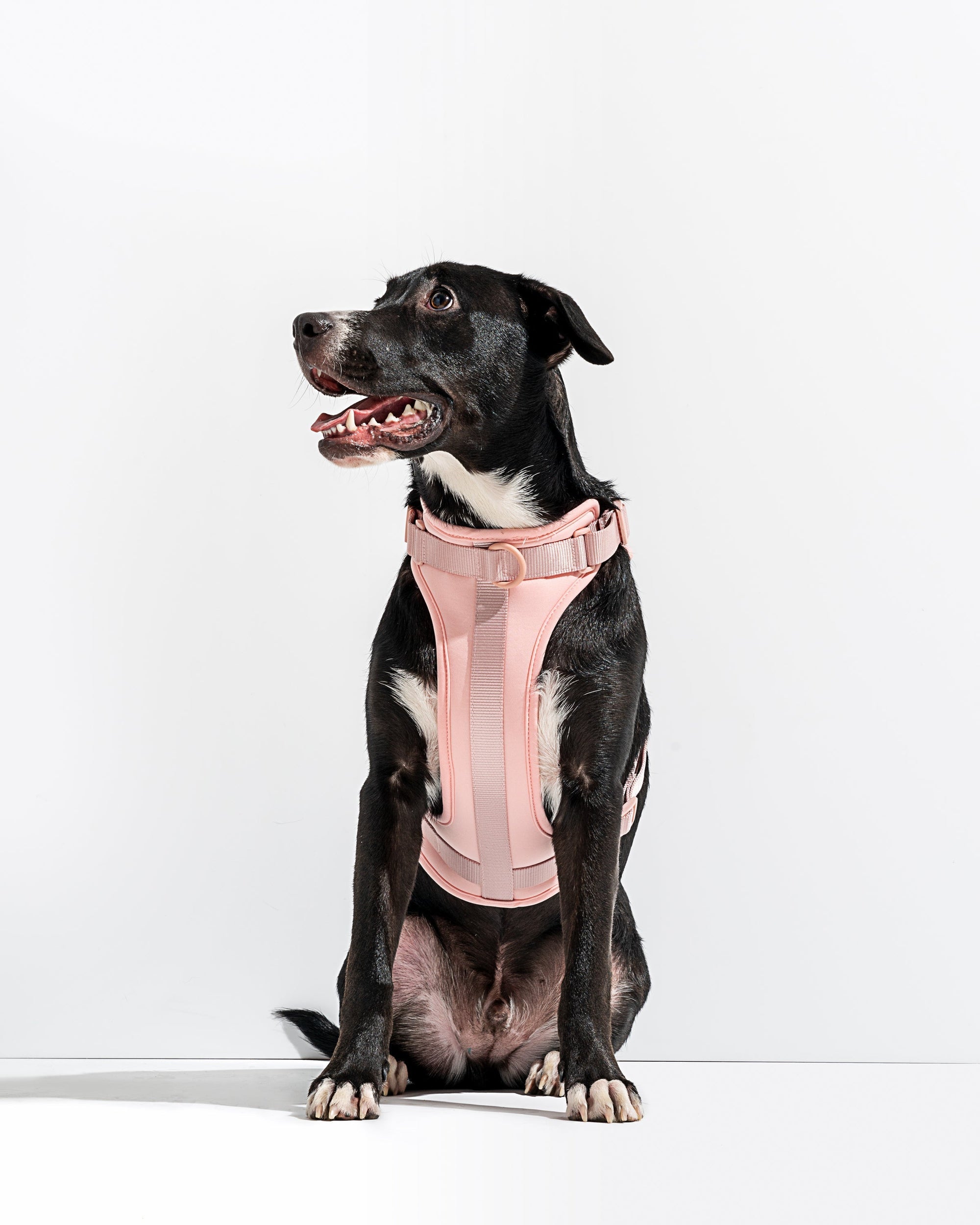 Hands-Free Harness Walk Kit - Pawhearth