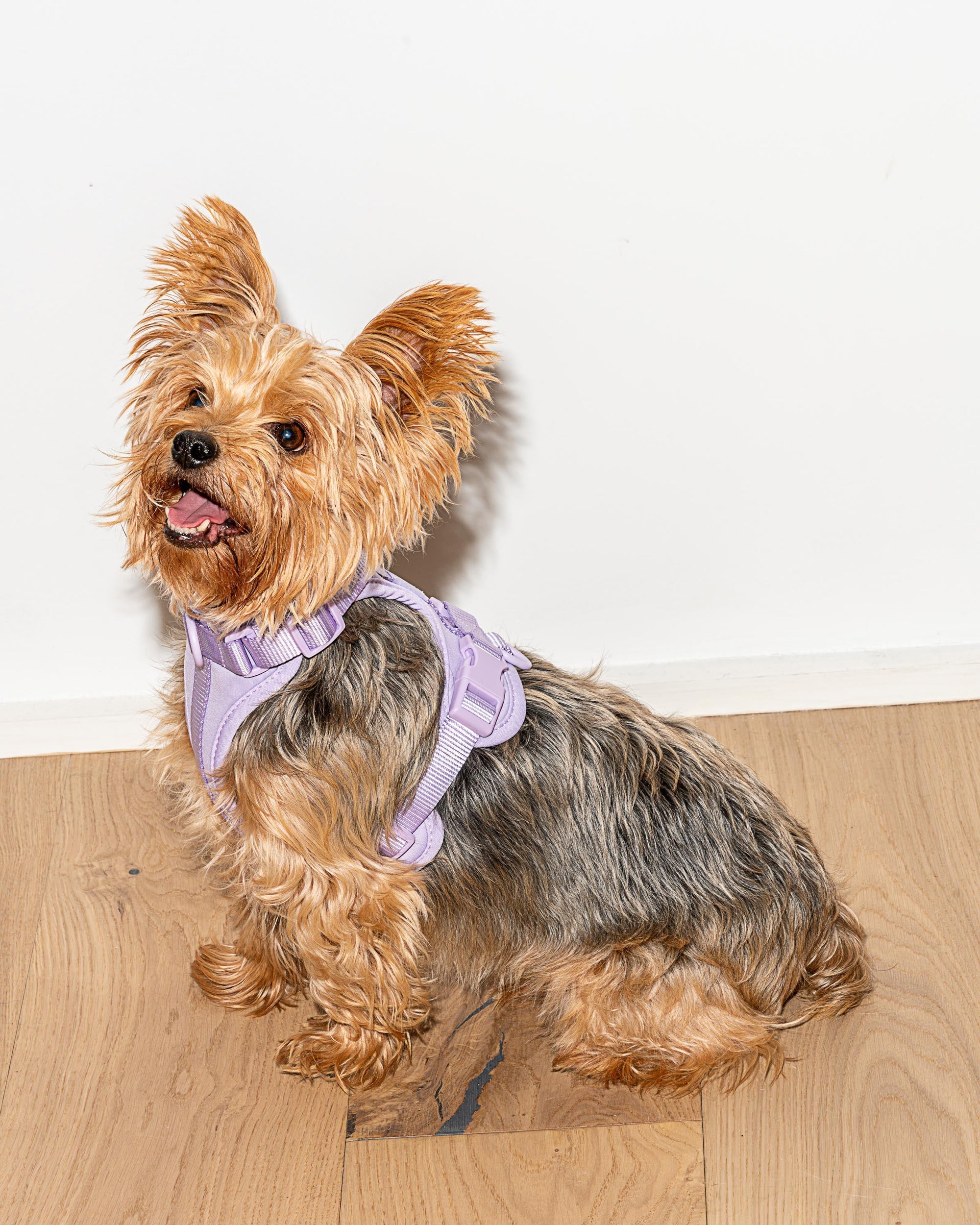Adjustable Pet Harness – Comfortable &amp; Secure for Dogs &amp; Cats