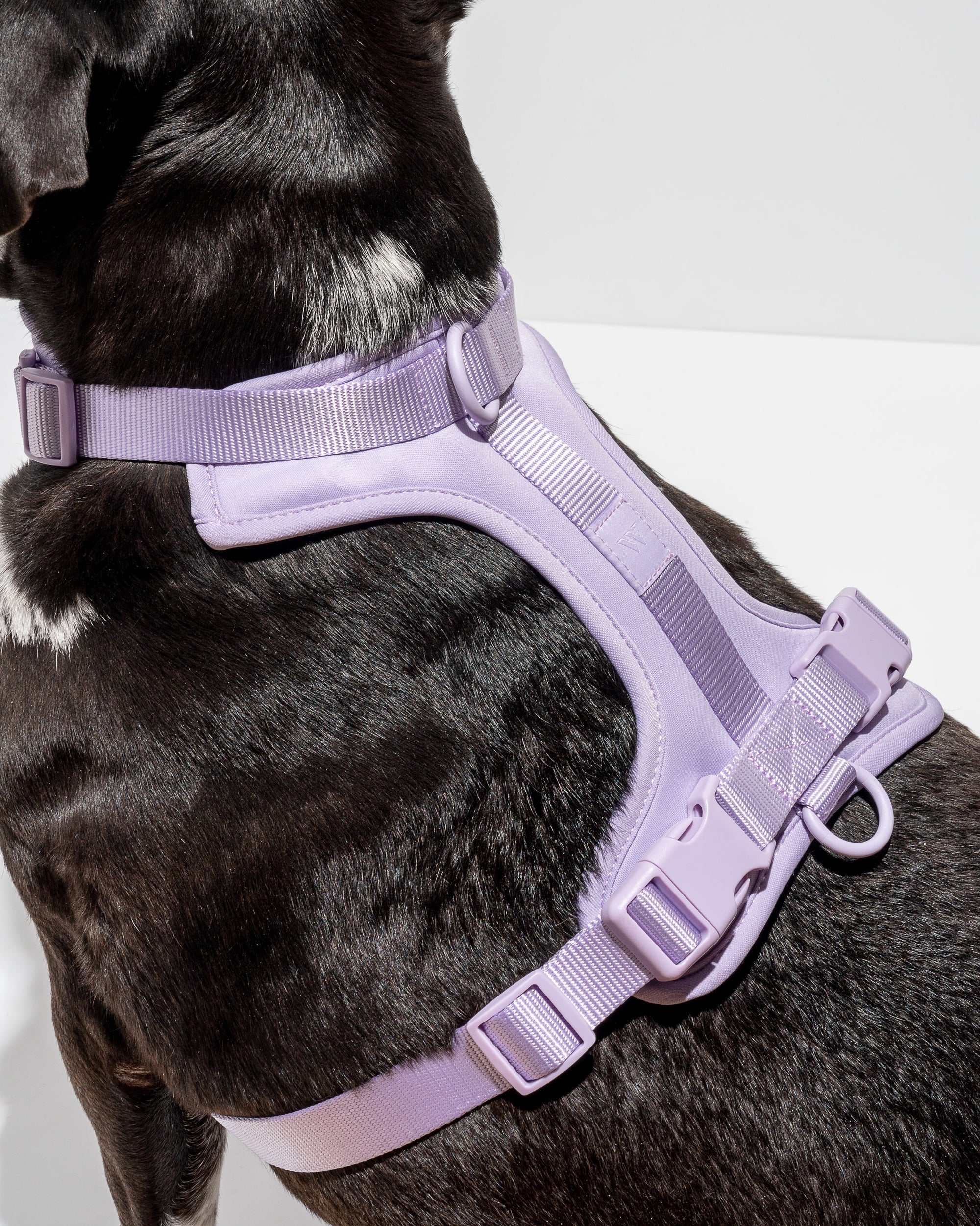 Hands-Free Harness Walk Kit - Pawhearth