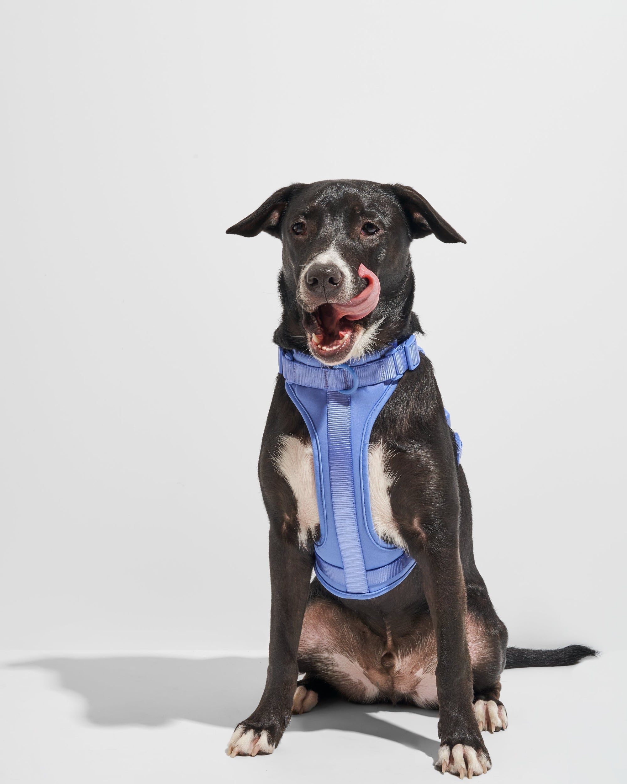 Adjustable Pet Harness – Comfortable &amp; Secure for Dogs &amp; Cats