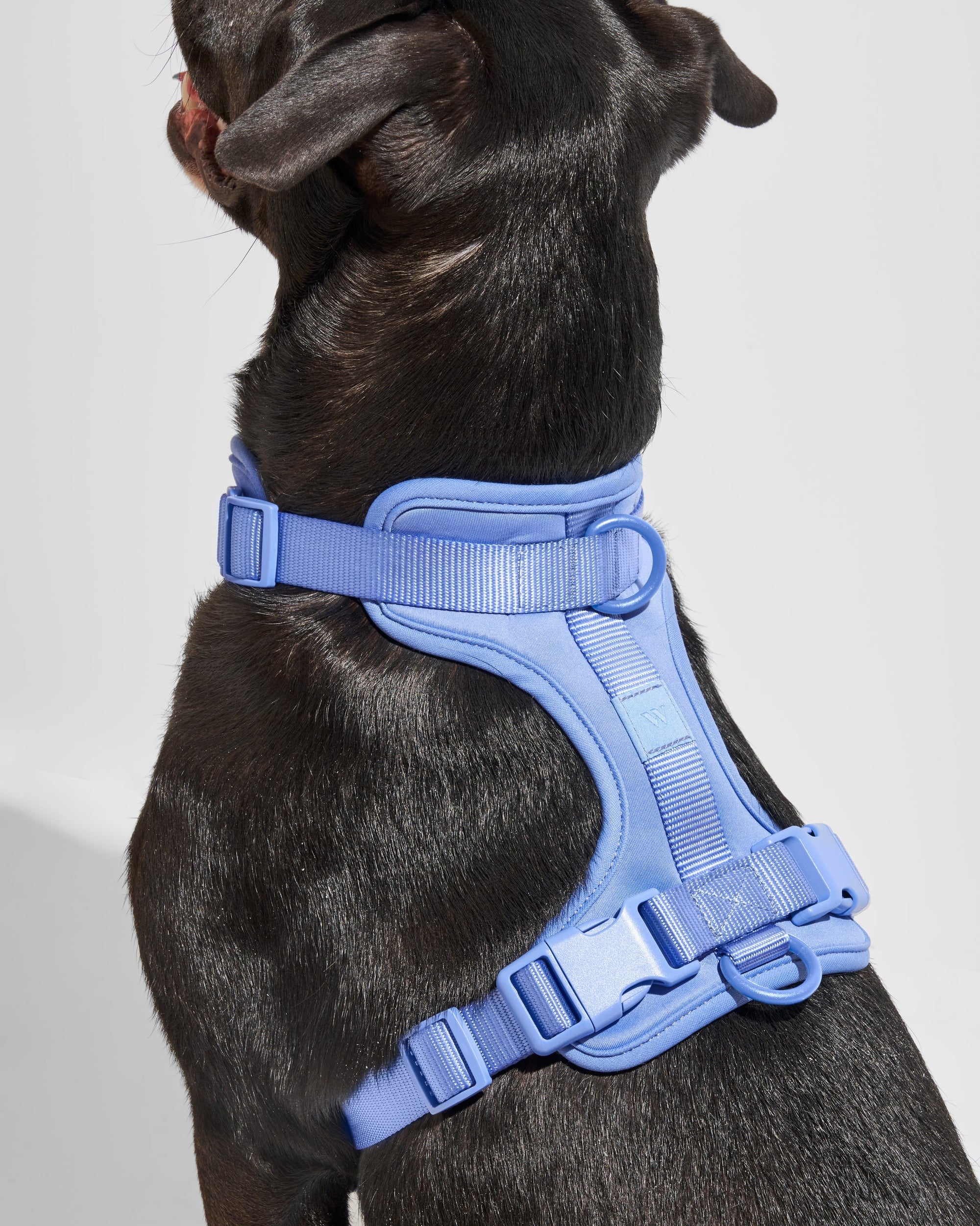 Hands-Free Harness Walk Kit - Pawhearth