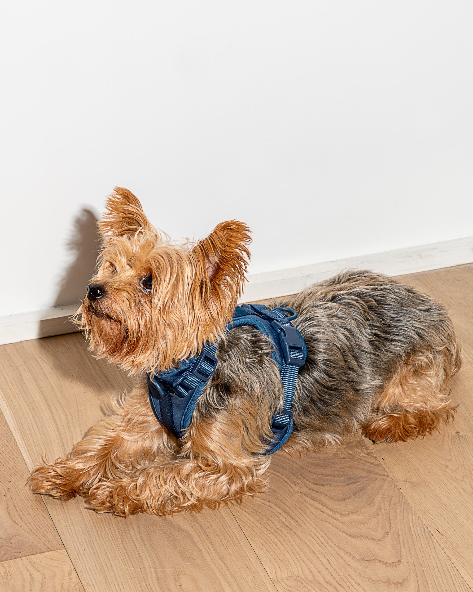 Adjustable Pet Harness – Comfortable &amp; Secure for Dogs &amp; Cats