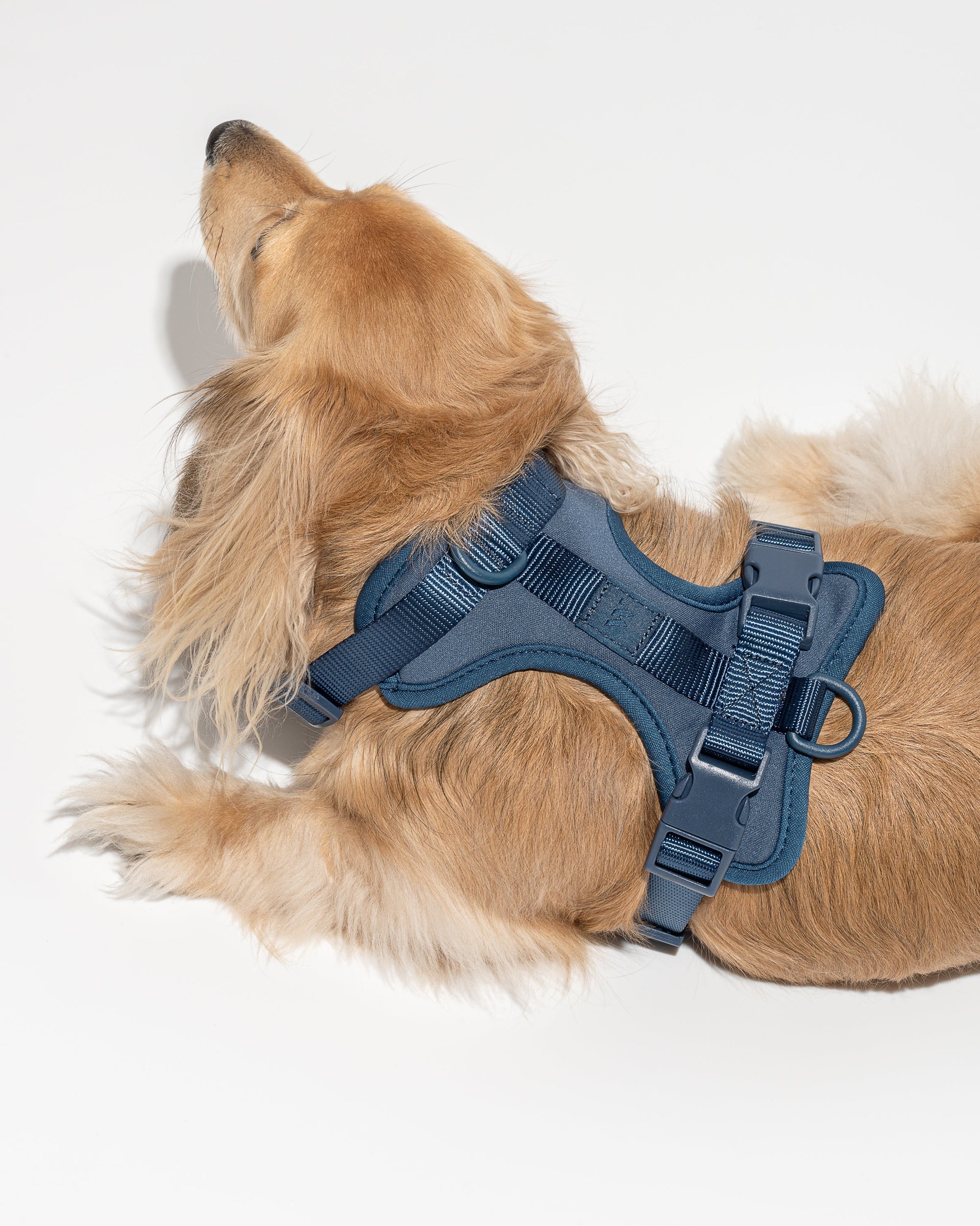 Hands-Free Harness Walk Kit - Pawhearth