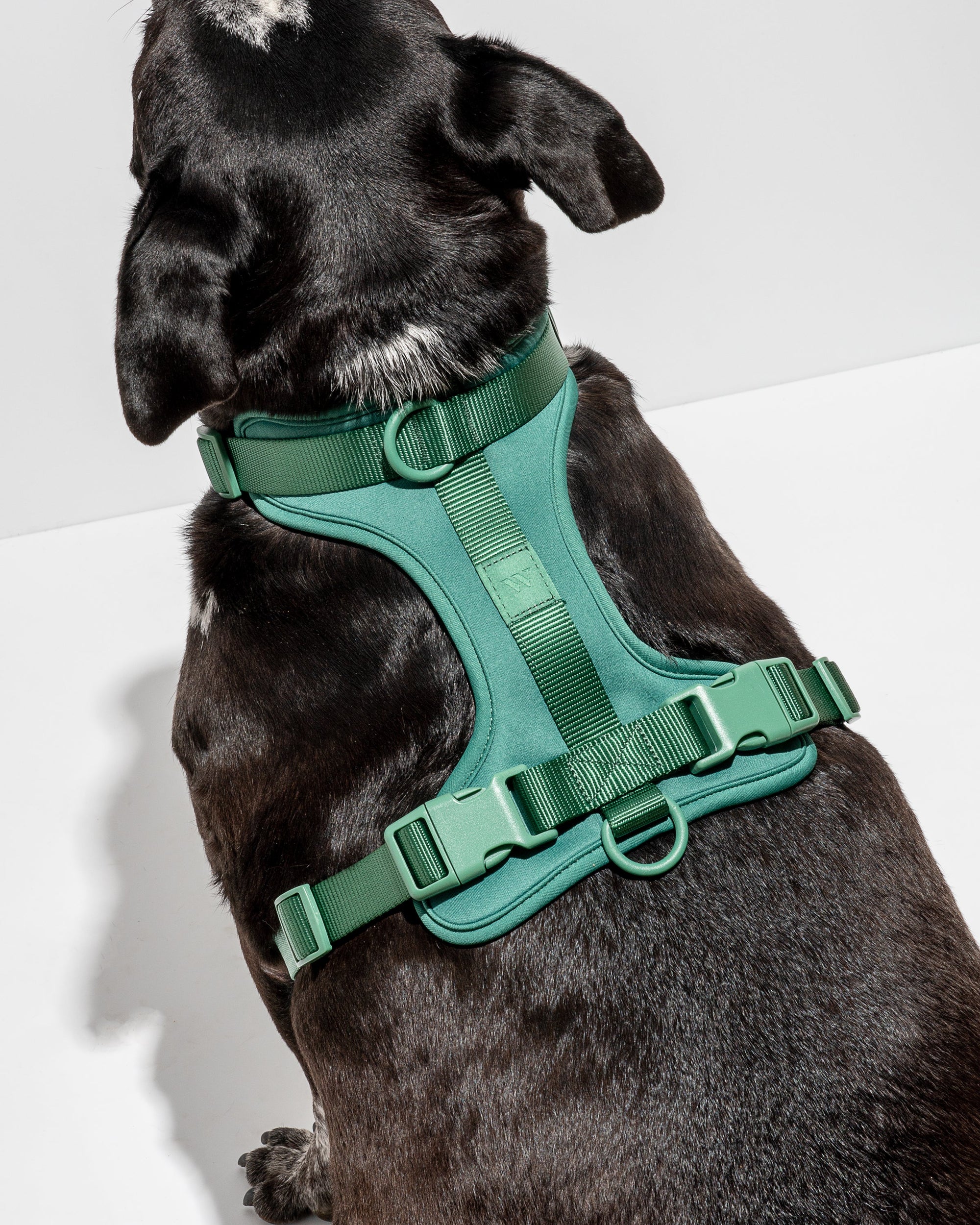 Adjustable Pet Harness – Comfortable &amp; Secure for Dogs &amp; Cats