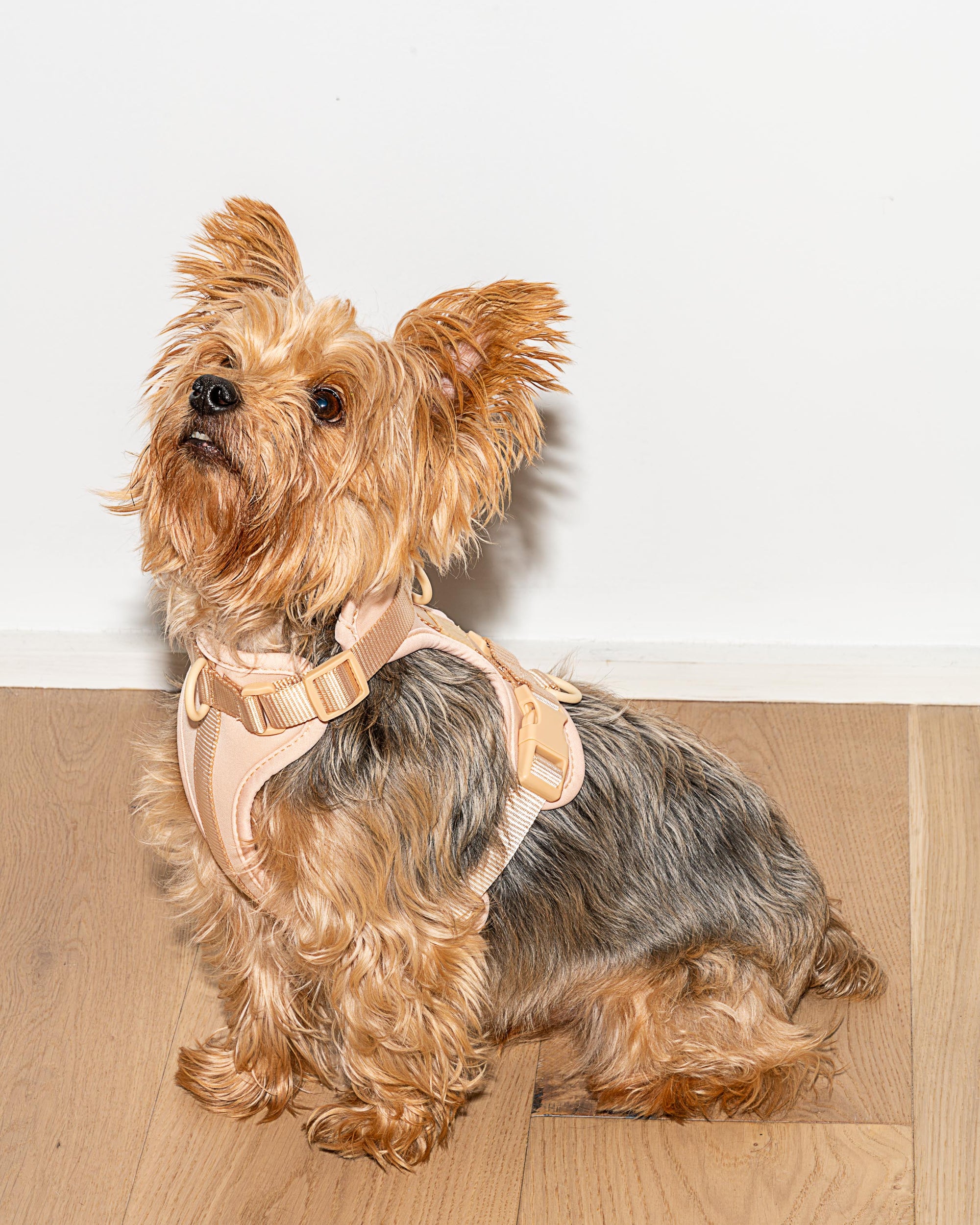 Adjustable Pet Harness – Comfortable &amp; Secure for Dogs &amp; Cats