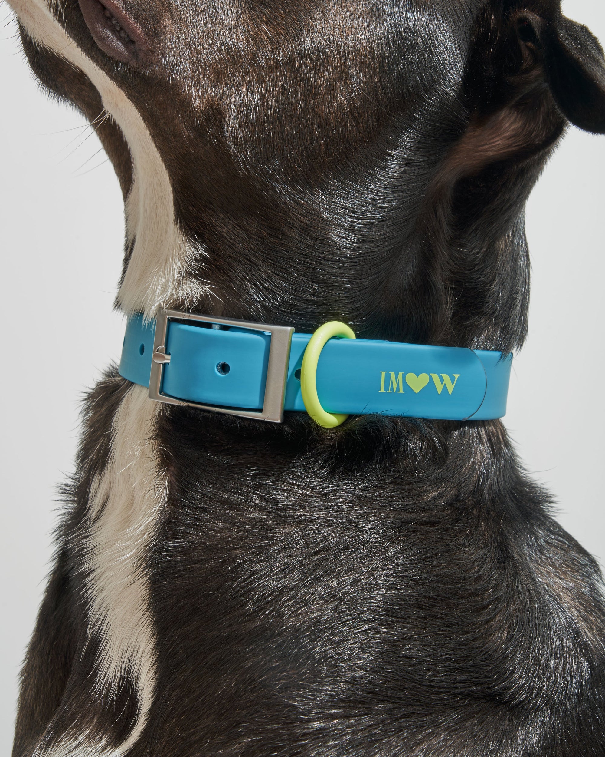 Adjustable Pet Collar – Durable &amp; Comfortable for Dogs &amp; Cats
