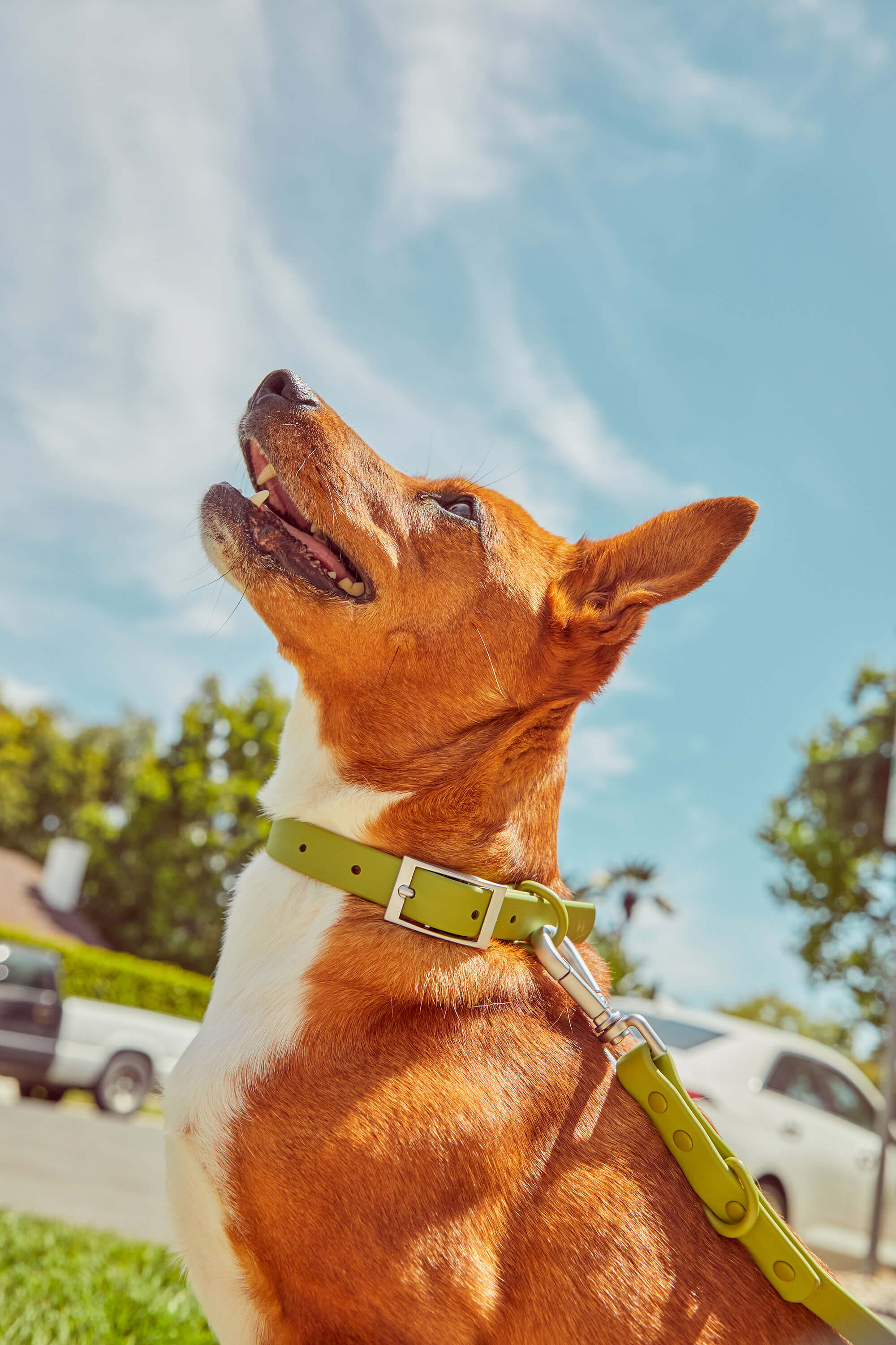 Adjustable Pet Collar – Durable &amp; Comfortable for Dogs &amp; Cats