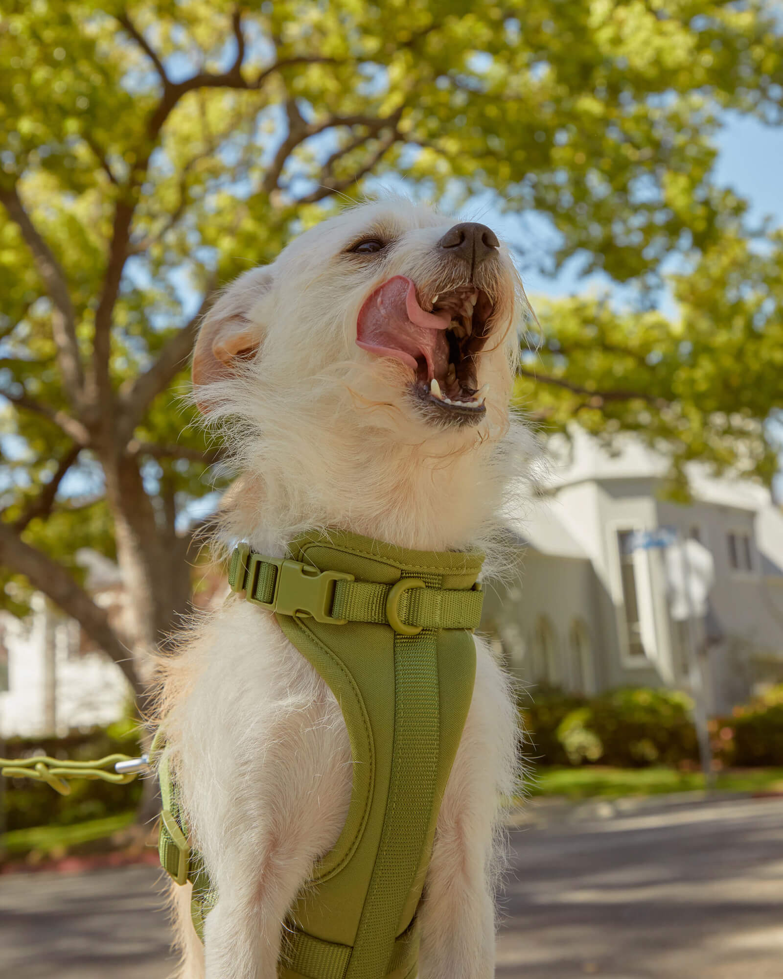 Adjustable Pet Harness – Comfortable &amp; Secure for Dogs &amp; Cats