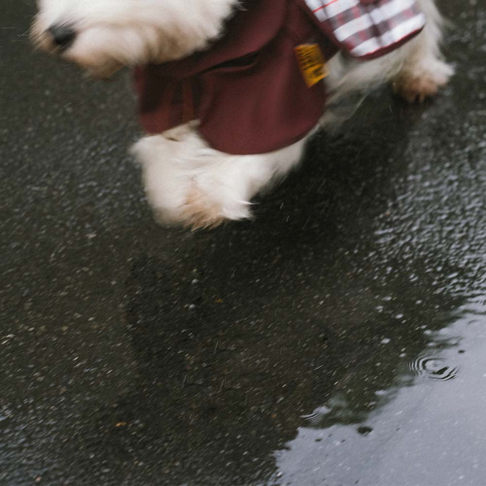 Waterproof Vintage Plaid Adjustable Dog Raincoat - All-Weather Protection - Pawhearth