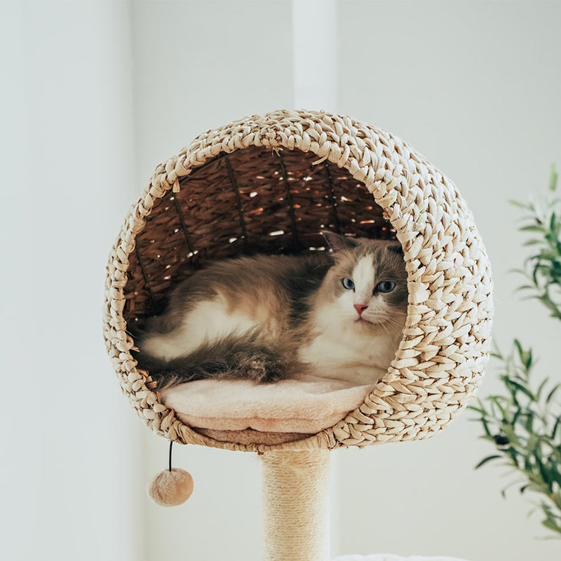 Bird Nest Cat Tree - Pawhearth