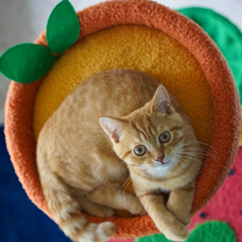 Fruit World Cat Tree - Pawhearth