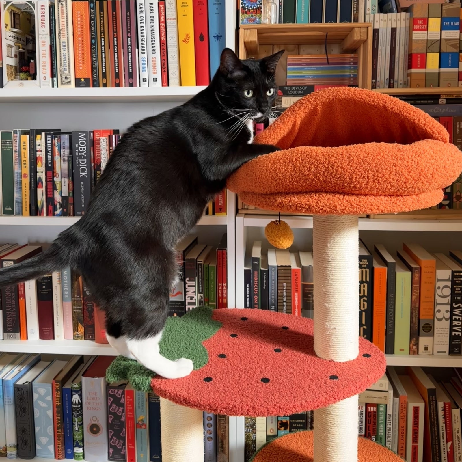 Fruit World Cat Tree - Pawhearth