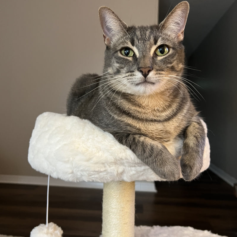 Milk Cloud Cat Tree - Pawhearth